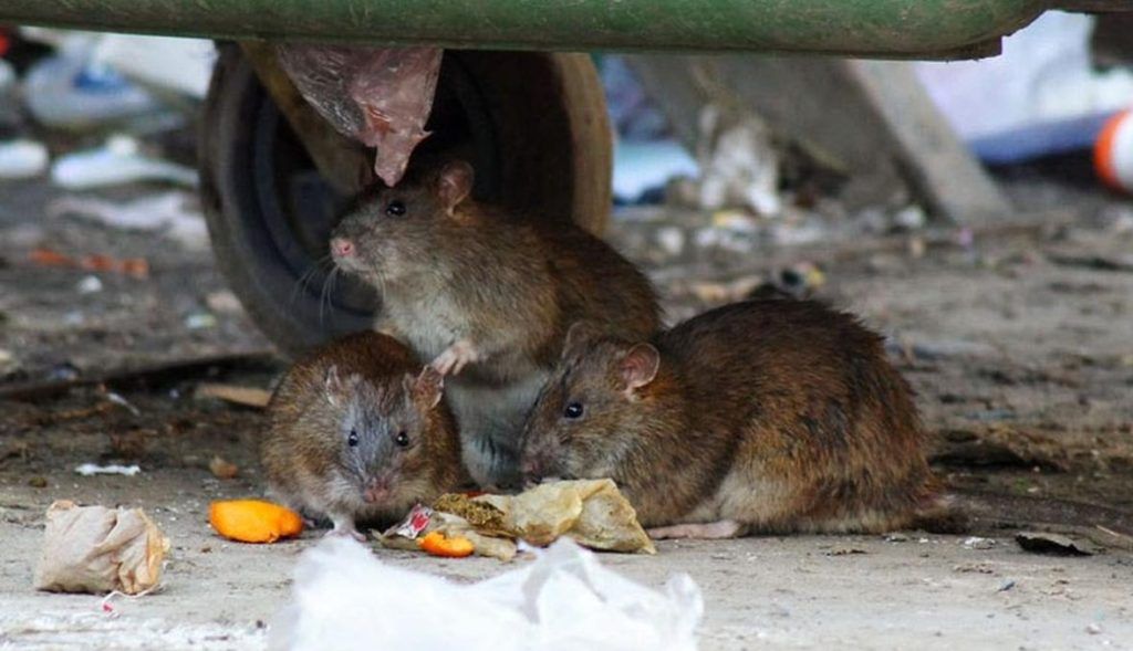 Травить грызунов крыс и мышей в Твери