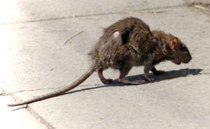 Фирма по уничтожению грызунов, крыс и мышей в Твери