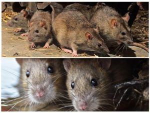 Травить грызунов крыс и мышей в Твери