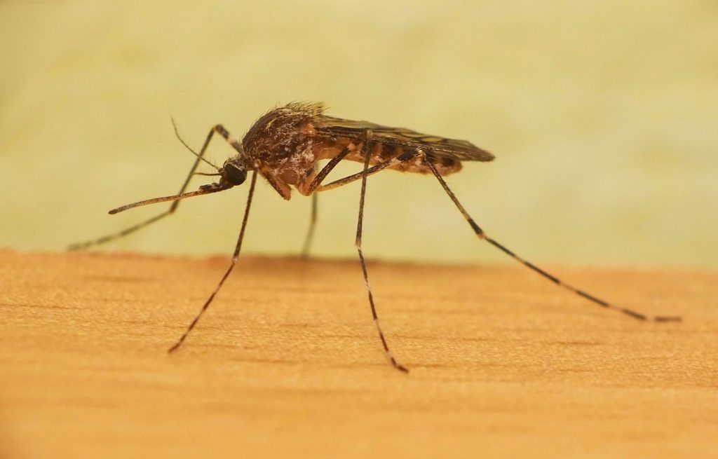 Уничтожение комаров в Твери