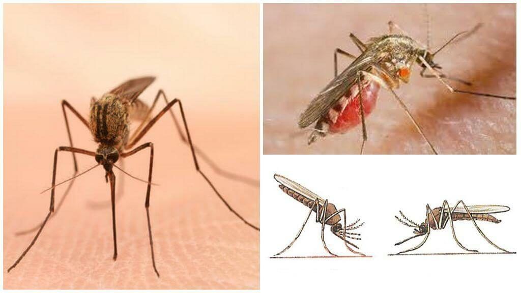 Уничтожение комаров в Твери