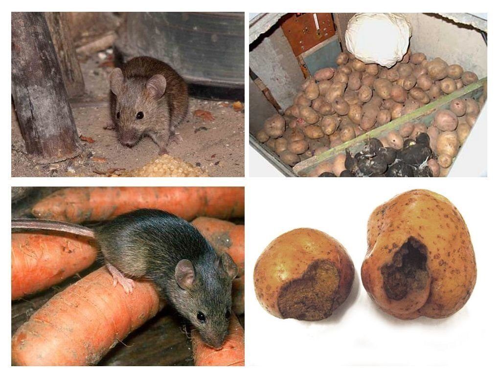 Обработка от грызунов крыс и мышей в Твери