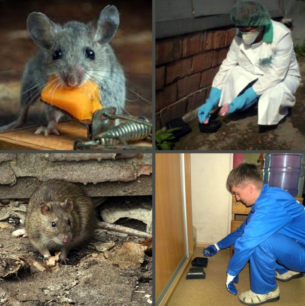 Дезинфекция от грызунов, крыс и мышей в Твери