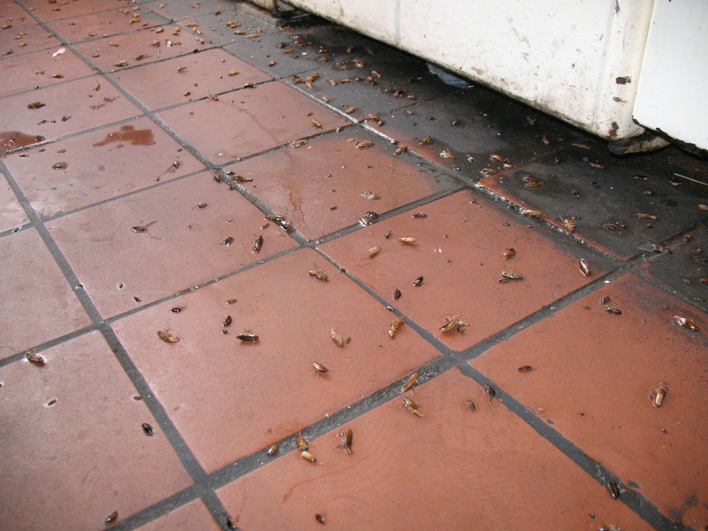 Уничтожение тараканов в квартире в Твери 