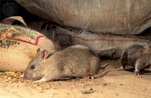 Дератизация от грызунов от крыс и мышей в Твери