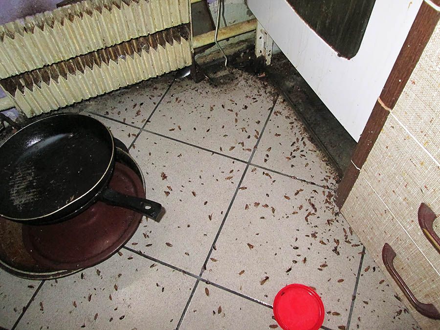 Санэпидемстанция от тараканов в Твери, вызвать, цены